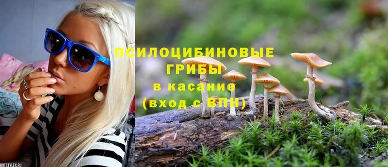 Псилоцибиновые грибы Psilocybine cubensis Новотроицк